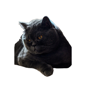 A Contemplative Gray British Shorthair Cat Lying Indoors, Focused On Its Surroundings. 17034 - Cat PNG image with transparent background